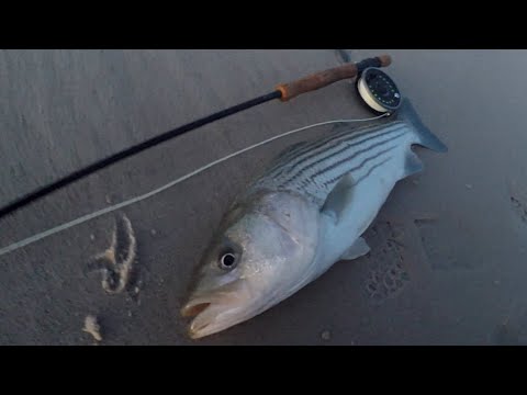 SURF FLY FISHING for STRIPED BASS - A PERFECT DAY - SALTWATER FLY RODDING  the BEACH 