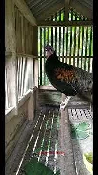 jual ayam bekisar gresik