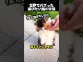 まだ遊びたい猫の末路が可愛すぎる！