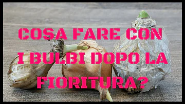 Come e quando potare i tulipani?