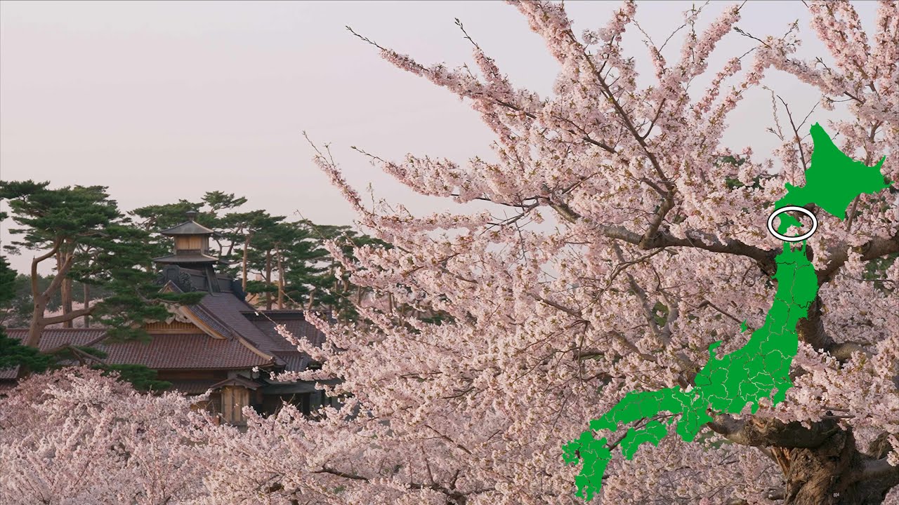 日本の桜【北海道函館市五稜郭公園】