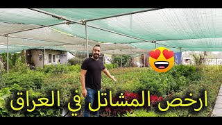 ارخص الزهور والشتلات في العراق   مشاتل عجيبة وجميلة