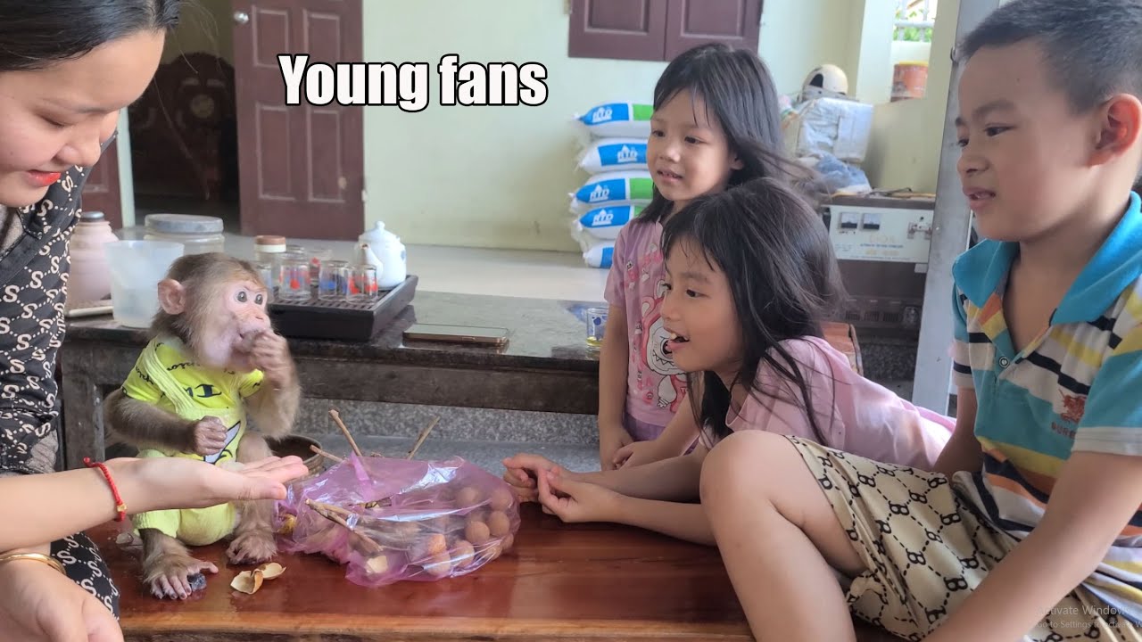 Monkey David panicked when many fans teased him - YouTube
