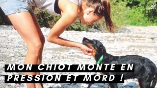 MORDILLEMENTS CHEZ LE CHIOT : COMMENT LES ARRÊTER ?