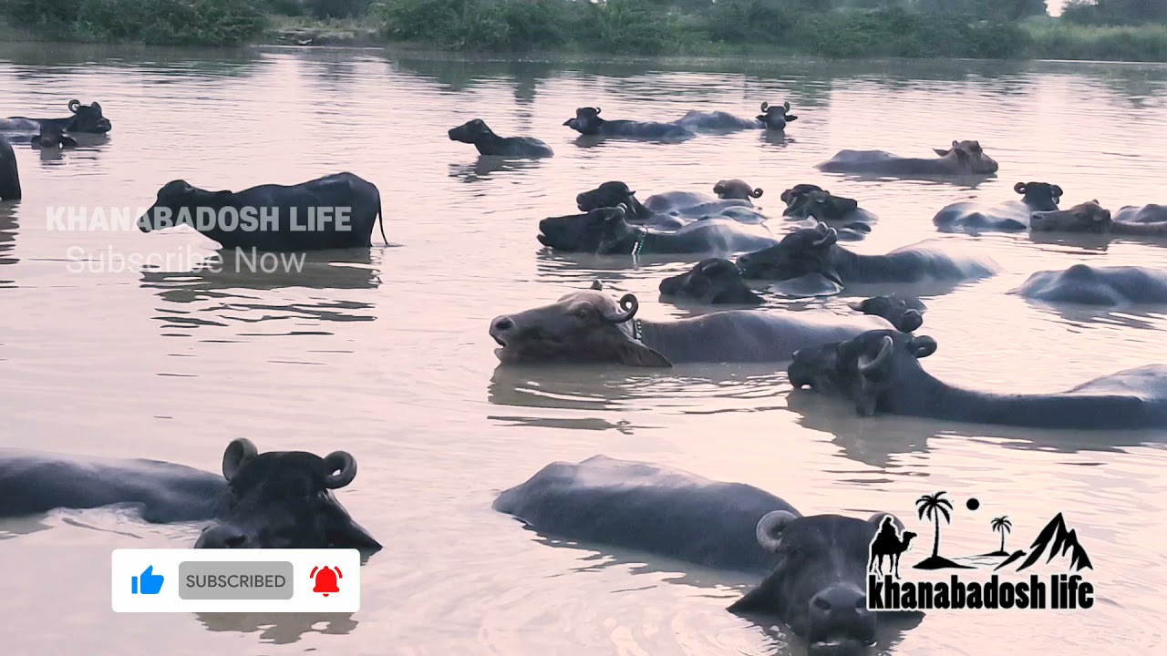 Kundi buffalo swimming in water evening time || Khanabadosh Life || Banni || Bhens