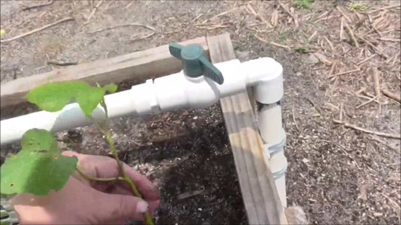 Planting Sweet Potato Slips in a Mittleider Grow Box