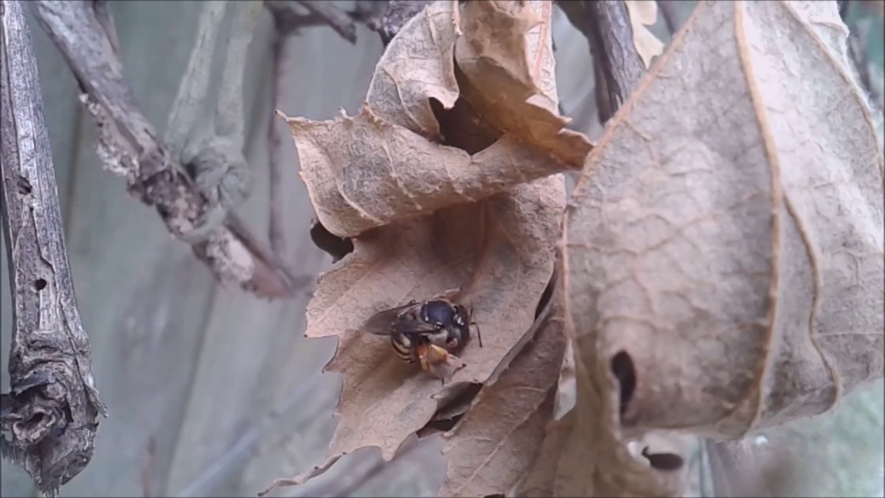 honey bee making pollen balls Hamilton NewZealand