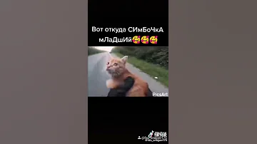 Вот так нашли симбочка младший😂😂😂#симба #ruzilsaniev  #светлаяпамять #симбачка #кот #ютуб #жаль #топ
