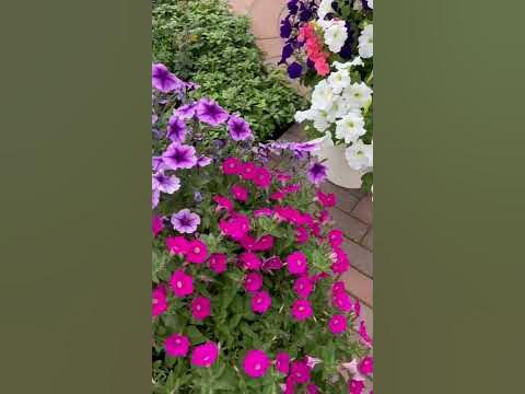 Петуния Призма F1 #семена #сад #дача #огород #семенаалтая - YouTube