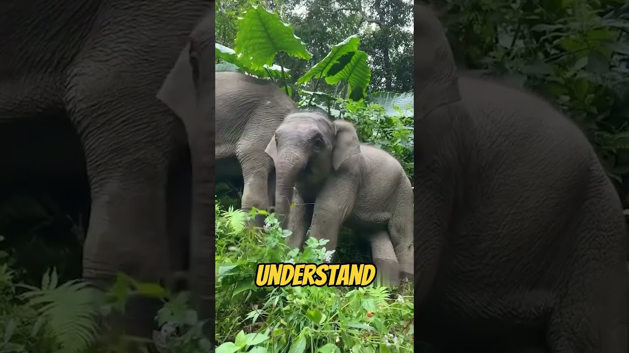 What are elephant trunks good for?
