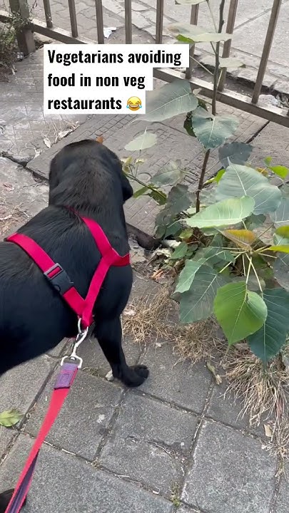 Vegetarians Avoiding Food In Non Veg Restaurants YouTube vegetarians-avoiding-food-in-non-veg-restaurants-youtube