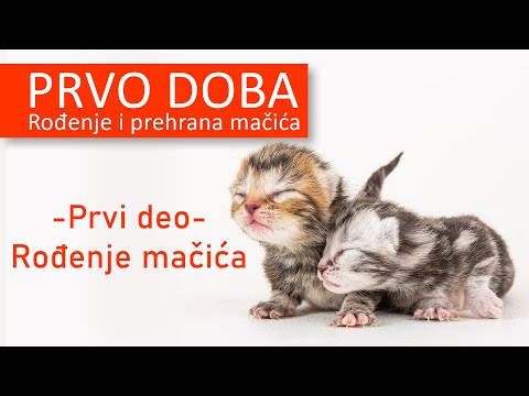 Video: Kako Hraniti Mačića