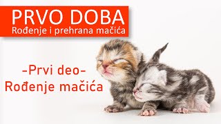 Rodjenje i prehrana mačića - Prvi deo