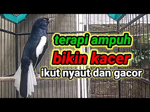 KACER NEMBAK NEMBAK KASARAN, SANGAT BAGUS BUAT MEMICU EMOSI KACER ANDA YANG BISU!