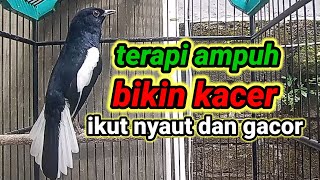 suara burung kacer ngeplong merdu sangat ampuh buat pancingan kacer bahan bikin cepat gacor