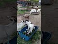 goats eating peacefully nom🐐#naturedaily #nature #naturelovers #animal #fluffyfriends #goat #cute