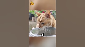 Bí Mật Cách Uống Nước Của Chó Và Mèo!