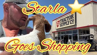 Special Needs Goat Visits Tractor Supply