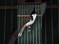 💎Bird Singing🥰 #นกกรงหัวจุก chàomàohót #คนรักนกแดนสะตอ