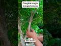 how to do wind grafting technique on Bringin Kimeng #bonsai #kimeng #diy #short #nature #art