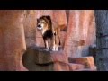 Lion Roars At Brookfield Zoo