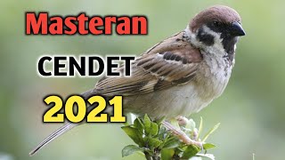 Masteran yang mudah masuk pada cendet trotol.