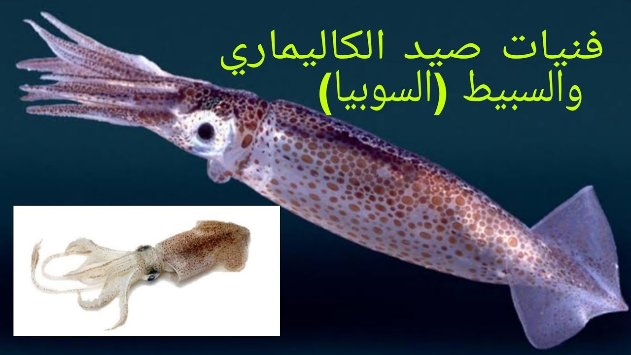 أسهل طريقة صيد للكاليماري والسبيط
