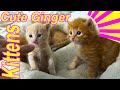 Cute Adorable Ginger Kittens With Their Dad