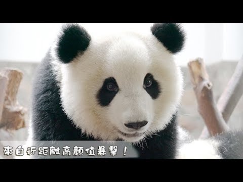 《熊貓早晚安》來自近距離高顏值暴擊！| iPanda熊貓頻道