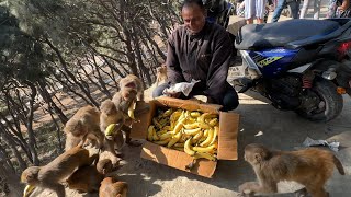 Feeding Delicious food for monkeys and dogs