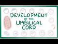 Development of the umbilical cord