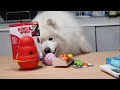 サモエド犬のおもちゃを新調したら
