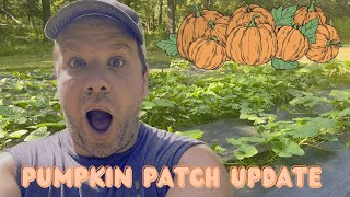 Pumpkin Patch update // GOING CRAZY🤯