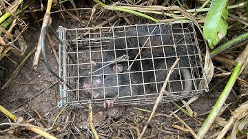 Đặt bẩy chuột cống nhum bằng mòi khớm gặp mấy anh đồng nghiệp tưởng thất thu luôn chứ 