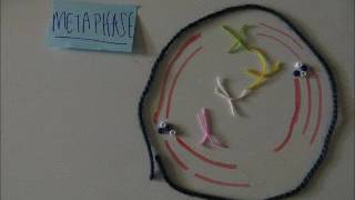 Mitosis Phases Stop Motion