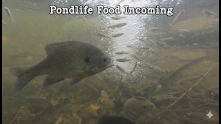Pondlife New Food Incoming #pond #pondlife