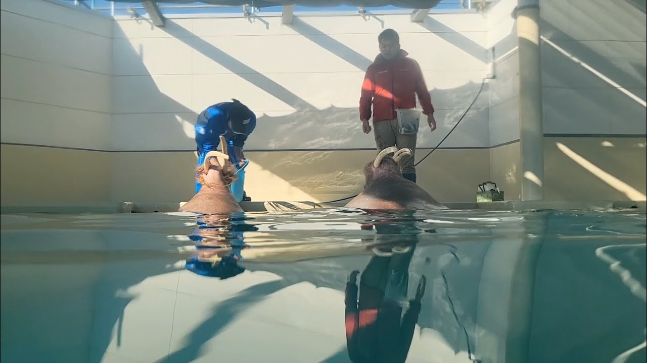 セイウチ】朝のポウとそらちゃん。鳥羽水テーマ曲と共に@鳥羽水族館