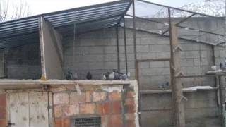 Poslisht Pllumat E Nasrit