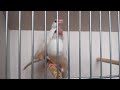 MashaAllah Pastel Fown Dark hood Dark Bally ready To First Breed Pair 8 Month I PARROT TO BIRDS 