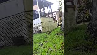 Sammy Squirrel and a Muscovy #florida #nature #backyard #squirrels