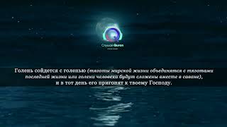 Сура 75 Аль-Кияма [Воскресение] #коран #куран #слушатькоран #quran #кийама #qiyamah