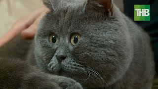 Ростовский кот Федя покоряет соцсети необычным взглядом | ТНВ