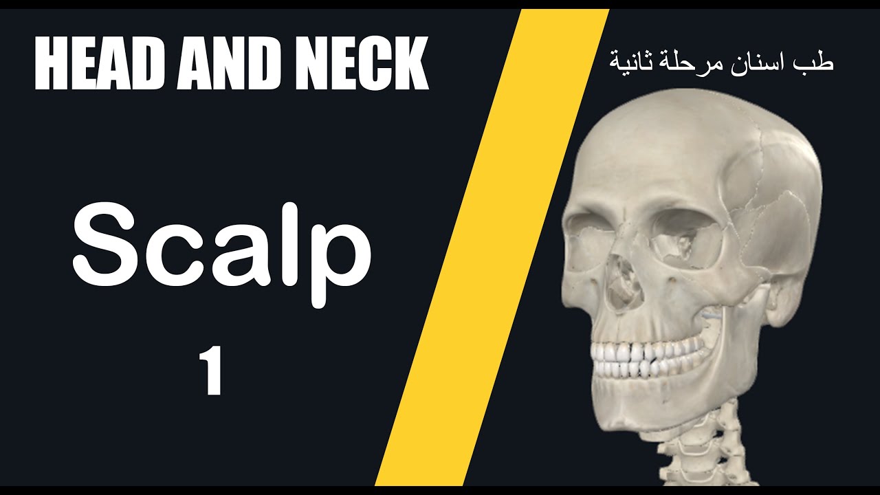 تشريح الرأس والرقبة المحاضرة الاولى فروة الرأس -  Head And Neck Anatomy The Scalp 1