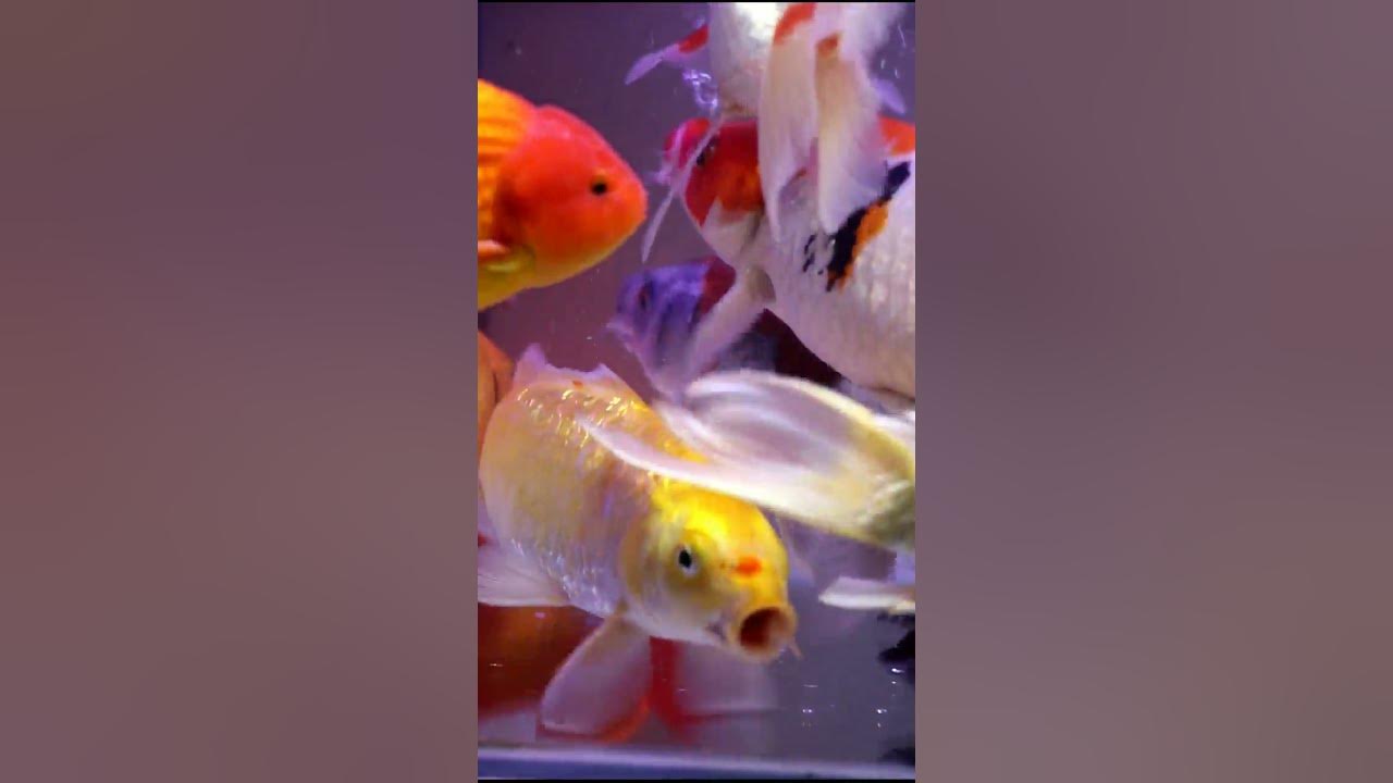 shorts koi fish goldfish laying eggs koi pond plumbing koi fish pet koi fish goldfish laying