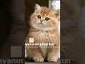 #diy #cat #ykstavsiye #blackpink #kitten #cute #memes #ytdayibenionecikarnolur