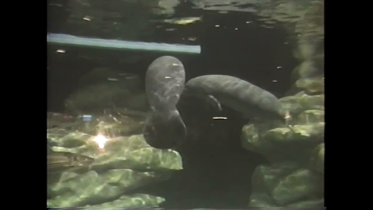 Manatees - Lou & Bock - SeaBase Alpha - The Living Seas - Epcot, Walt Disney World 04-2003