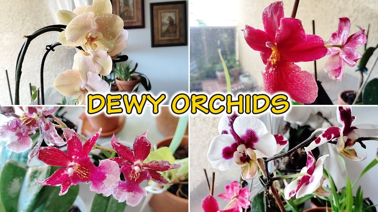 Orchid Misting for Relaxation 💐 Gentle Close-Ups of Dewy Blooms with Soft Piano (No Talking)