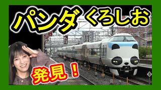 【パンダくろしお】 沿線で発見！ (JR西日本 287系 特急くろしお)乃木坂46 池田瑛紗 生誕記念？  【テレサパンダ発見】