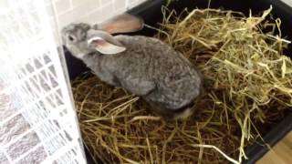Flemish Rabbit Bunny First Time In Litter Box Youtube