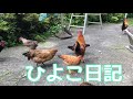 ひよこ日記